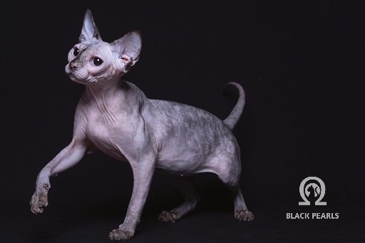 CH. BLACK PEARLS ORIANA